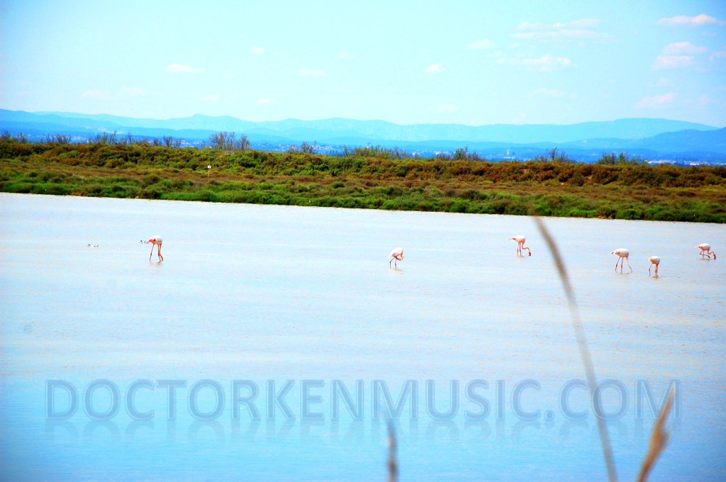 Flamingos feeding in La Camargue